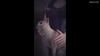 Anime Hentai Dvas pussy (Magmallow) [Overwatch]