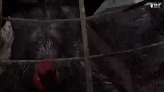 Werewolf Wants To Breed You (Vr34 Studio)