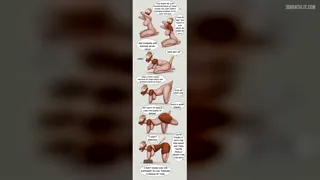 You have always wanted to own a pet.But its gotten expensive and you haven't found the right one. But your friend wants to have a holiday. What to do